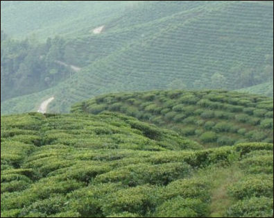 20111102-Wikicommons tea Tea hill.jpg